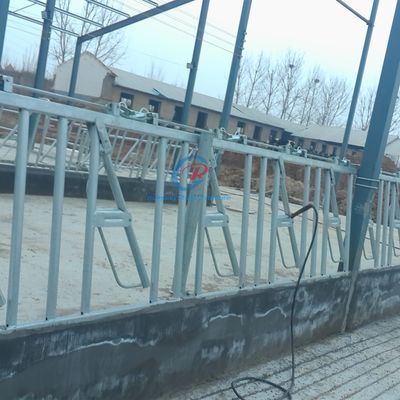 শক্তিশালী ইস্পাত কাঠামো গরুর শেল সমসাময়িক ইস্পাত দুগ্ধশস্য